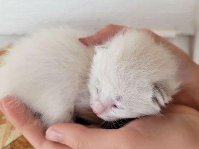 RAGDOLL Mix Kittens