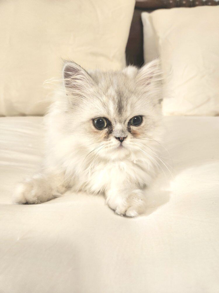 Silver Chinchilla Persian Kittens