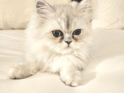 Silver Chinchilla Persian Kittens