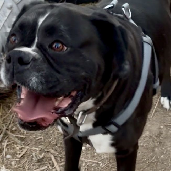 Sealed AKC European Boxer (Stud Only)