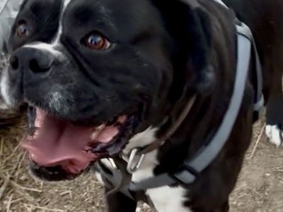 Sealed AKC European Boxer (Stud Only)