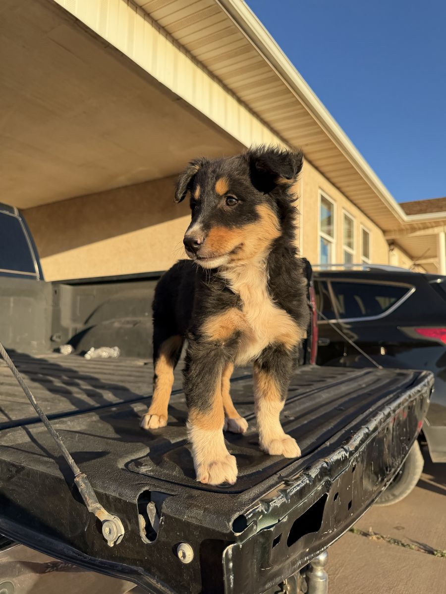 Adorable Young Australian Shepherd/Border Collie Puppies - Ready for a Loving Home!