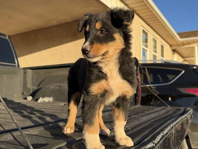 Adorable Young Australian Shepherd/Border Collie Puppies - Ready for a Loving Home!