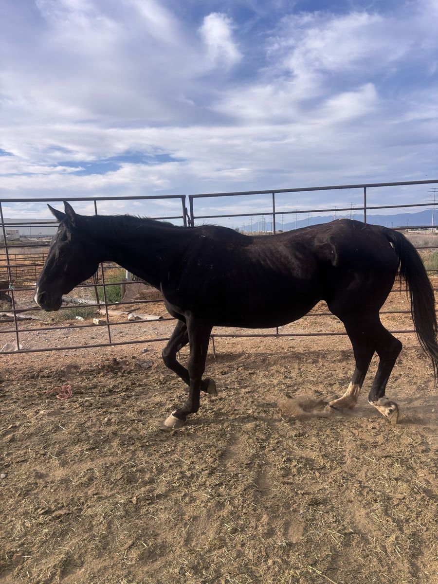 Black mare 