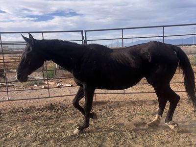 Black mare