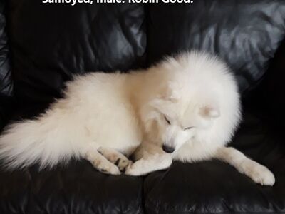 AKC, DNA, OFA DONE EXTRA FLUFFY SAMOYED STUD, GRAND CHAMPIONS LINES