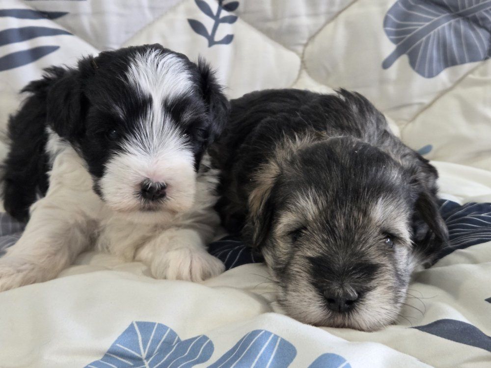 Akc boys. miniature Schnauzers