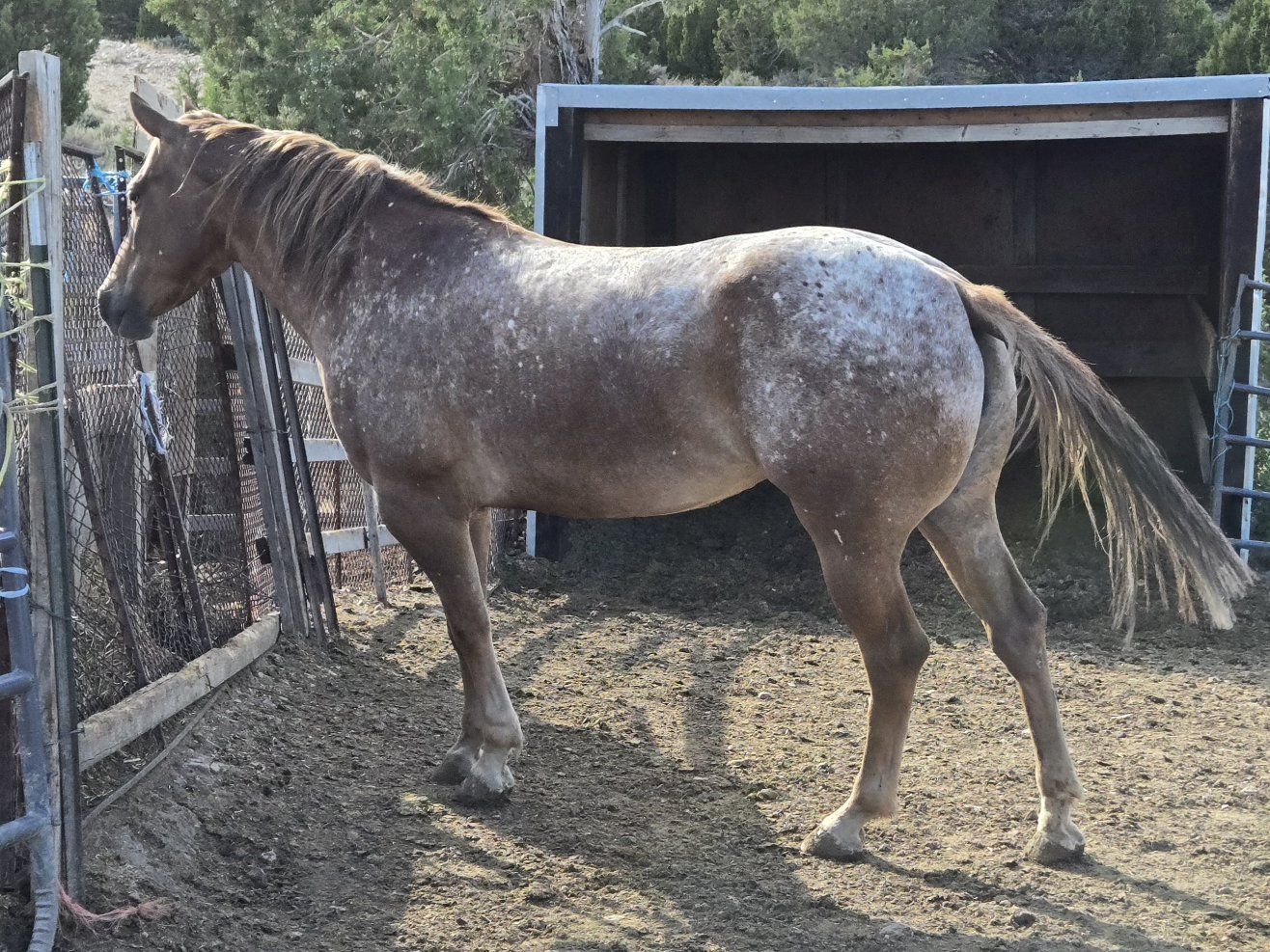 Red & White Roan Filly