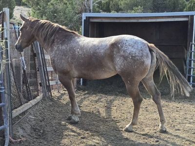 Red & White Roan Filly