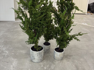 3 Decorative Trees from Restoration Hardware