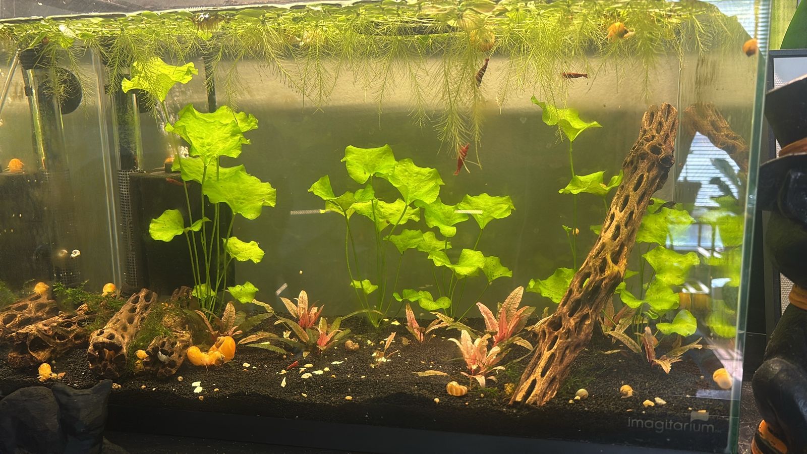 Taiwan Lily Sale
