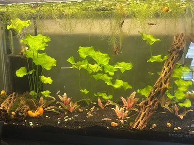 Taiwan Lily Sale