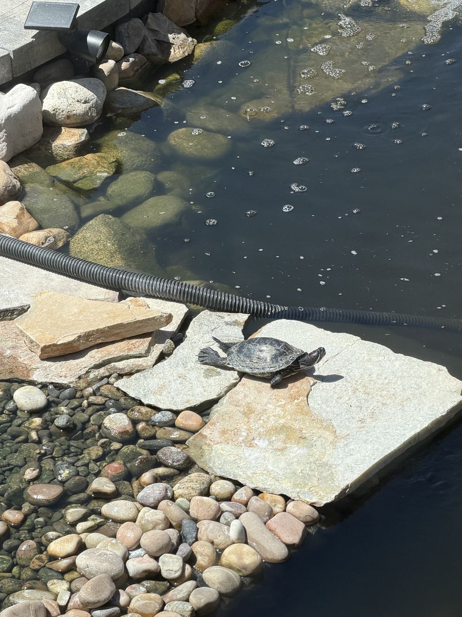 Red ear slider turtle