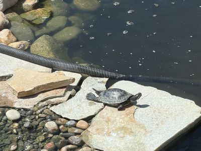 Red ear slider turtle