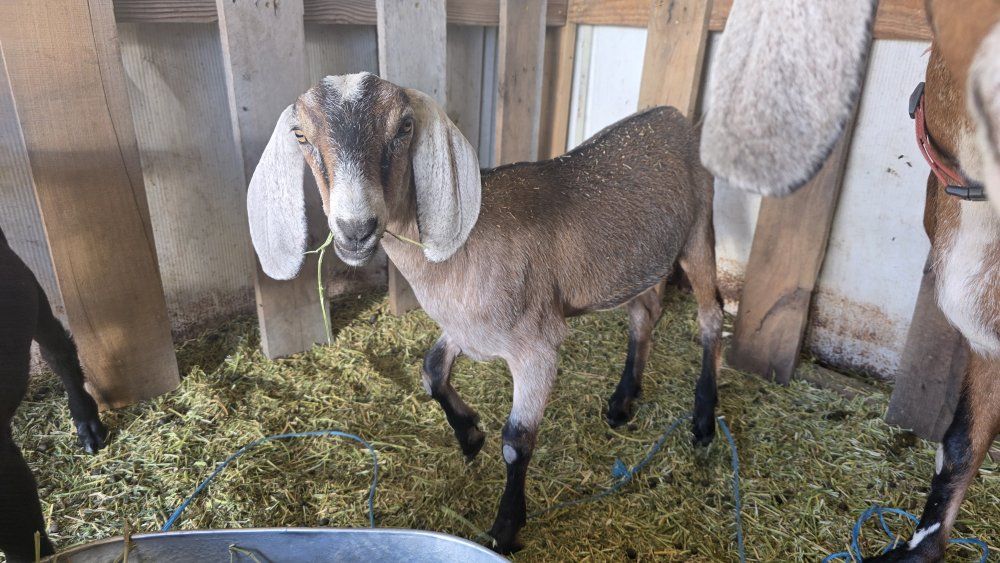 Nubian goats