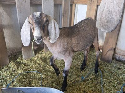 Nubian goats