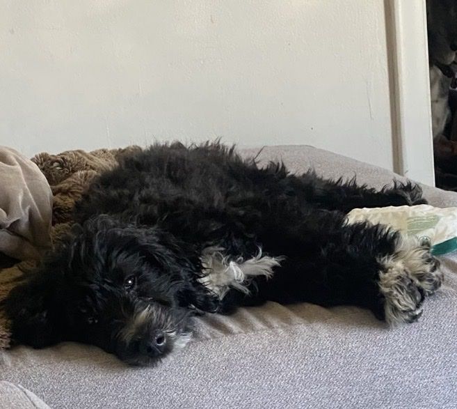 Female Moyen Schnoodle