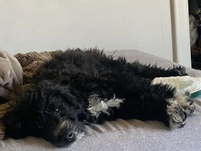 Female Moyen Schnoodle