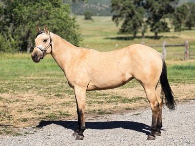 APHA incredible 4H/Trail prospect!