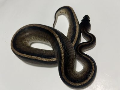 Ball Python Morph #16