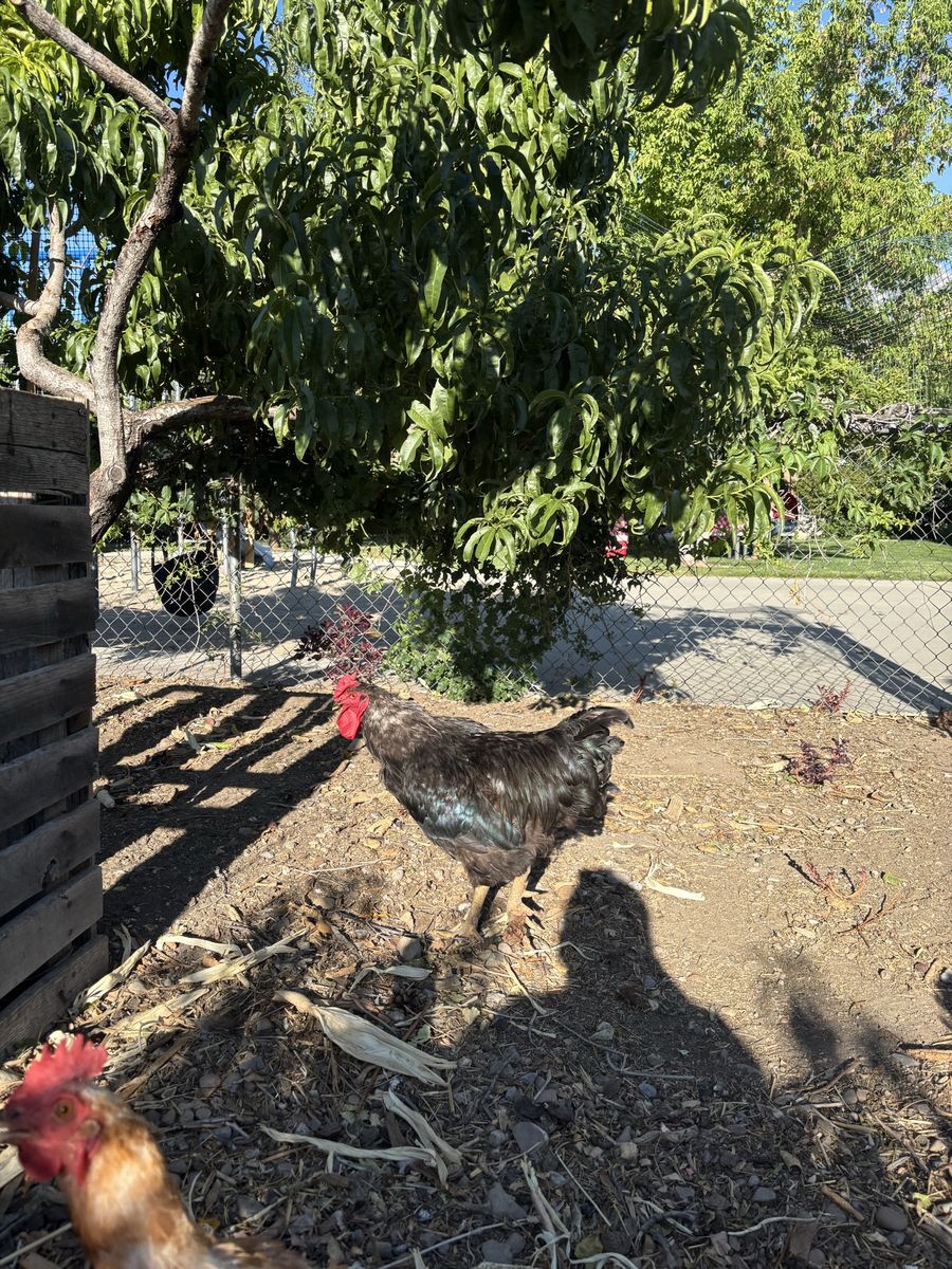 Free 1 year old rooster 