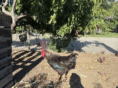 Free 1 year old rooster