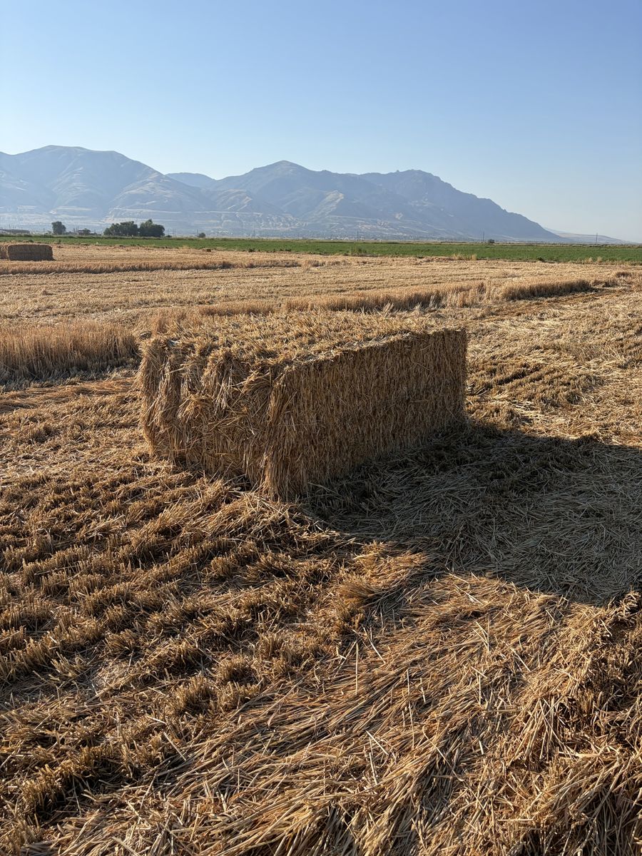 Straw Bales