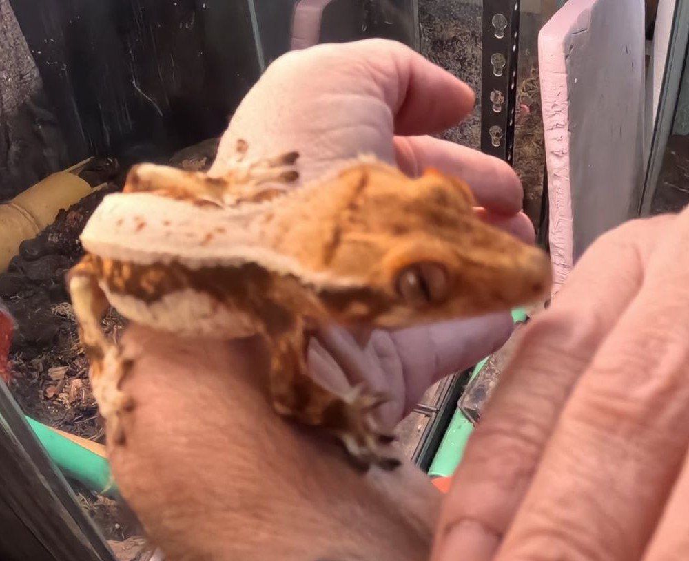 Juvenile Crested Gecko Lilly White