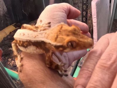Juvenile Crested Gecko Lilly White