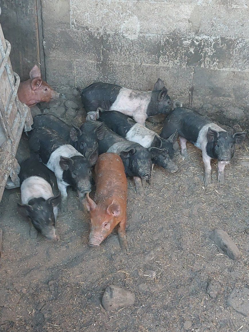 weaner Pig