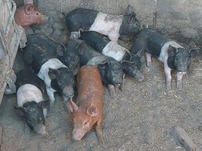 weaner Pig