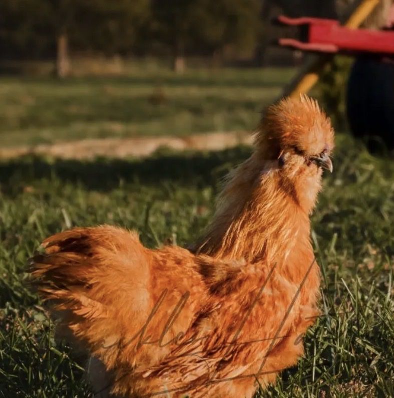 Roosters