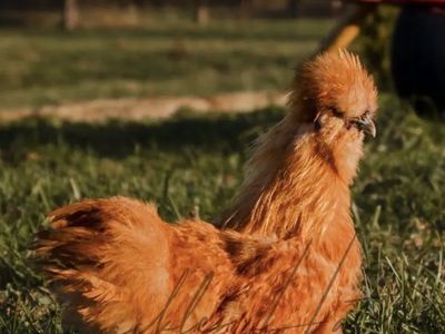 Roosters