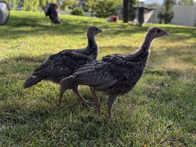 Friendly, gorgeous Narragansett Turkey Chicks! Over a month old!