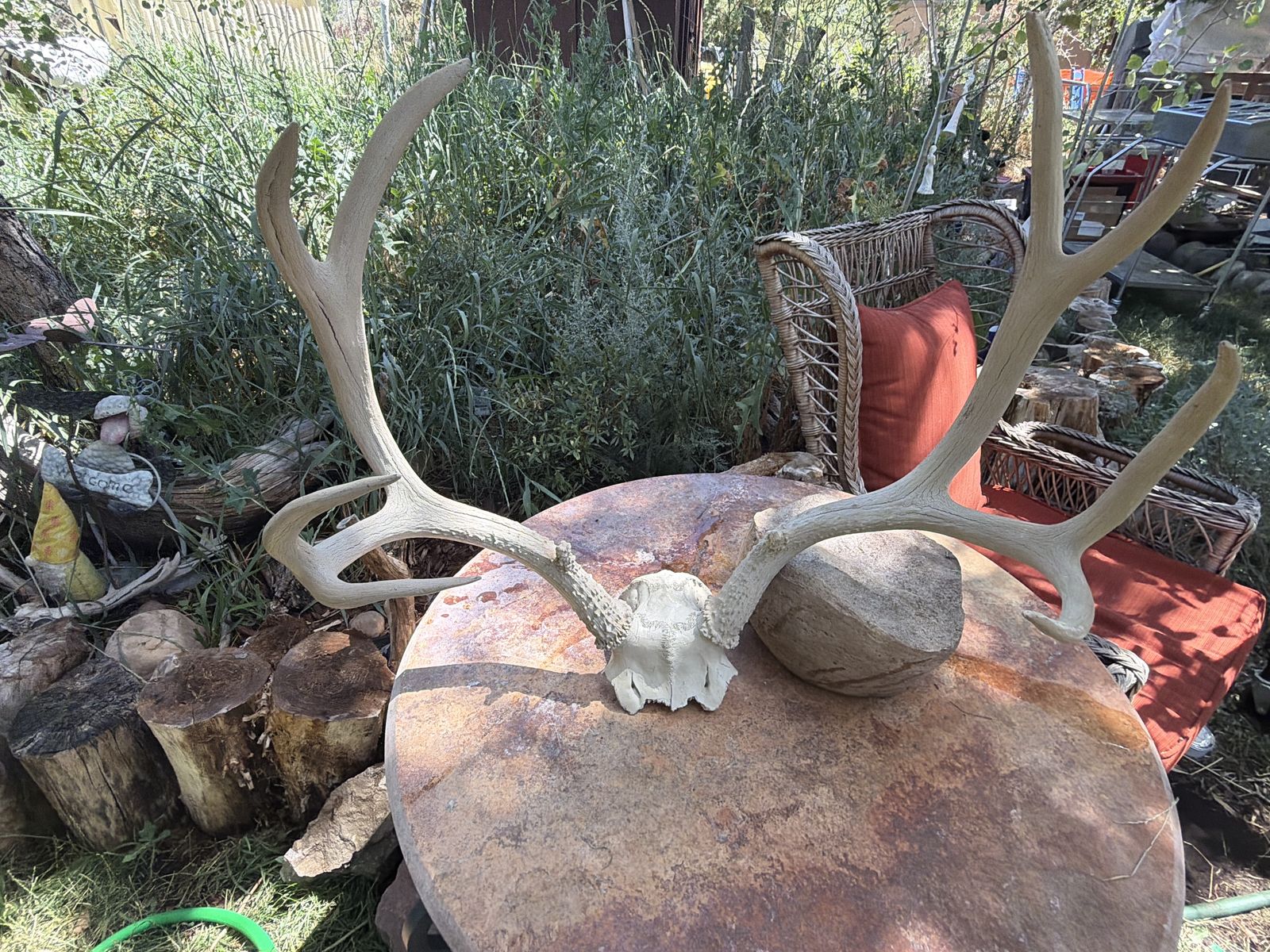 Deer antlers