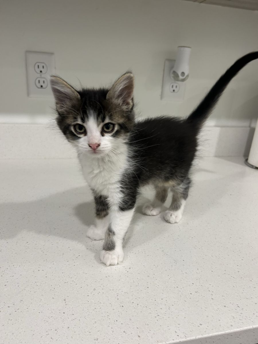FREE-Cutest playful kitten