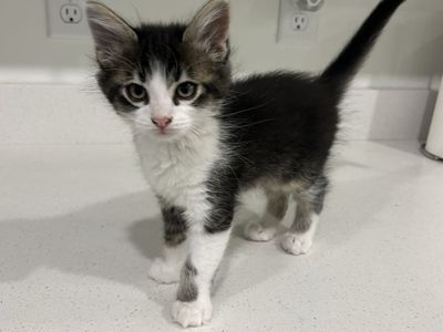 FREE-Cutest playful kitten