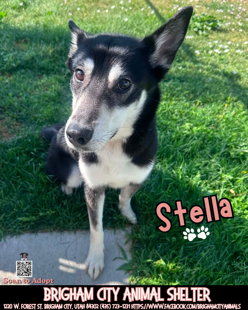 Stella Needs a Forever Home!