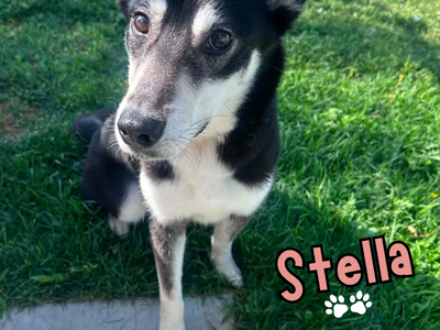 Stella Needs a Forever Home!