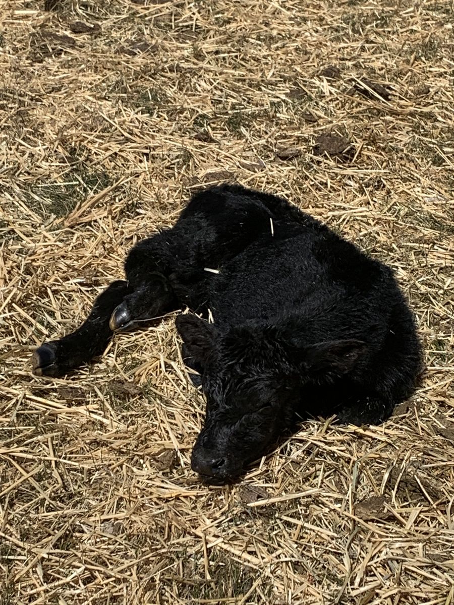 New Born calf