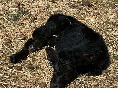 New Born calf