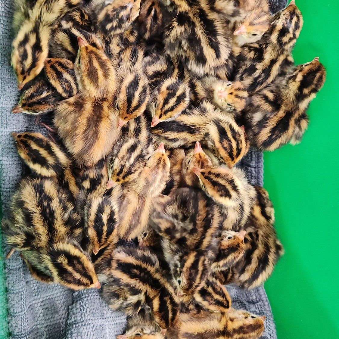 Jumbo Egyptian Coturnix Quail Chicks