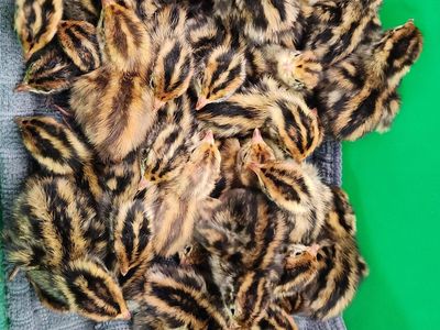 Jumbo Egyptian Coturnix Quail Chicks