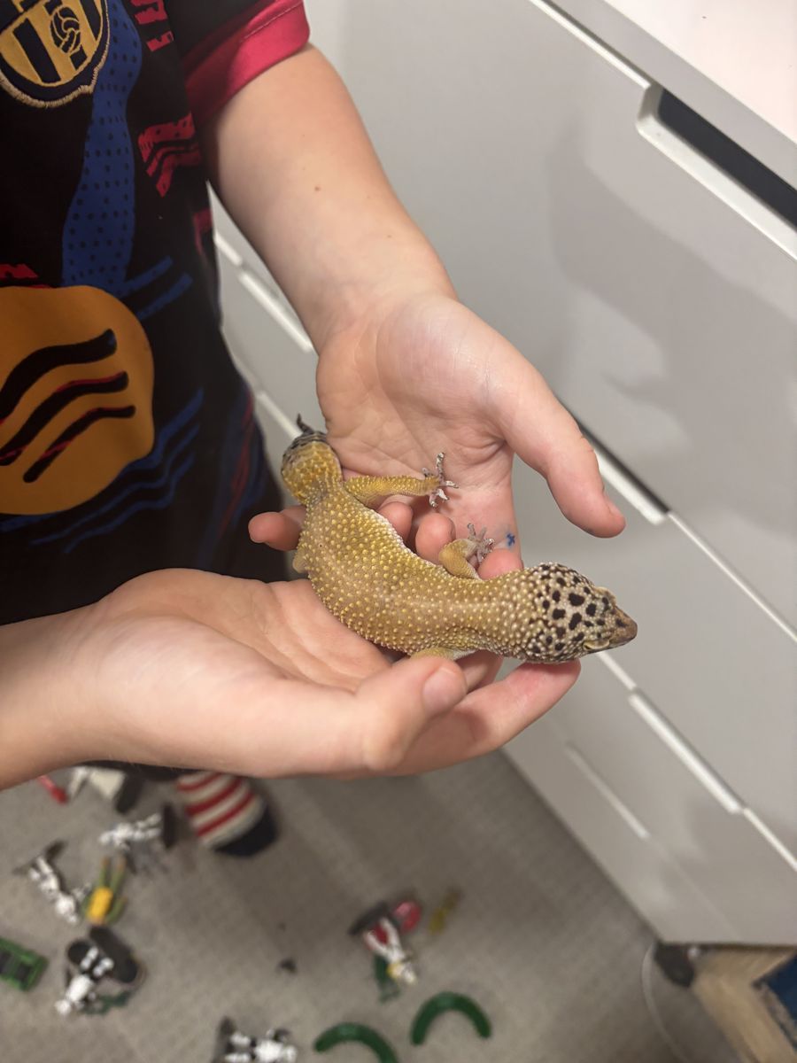 Leopard Gecko with tank, heat lamp, and cricket holder