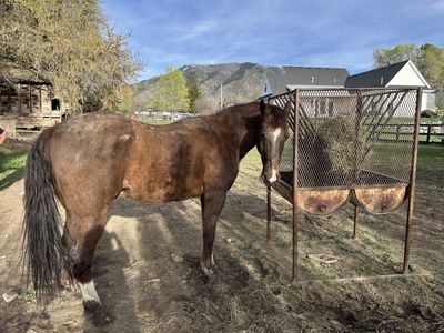 Gelding For Sale