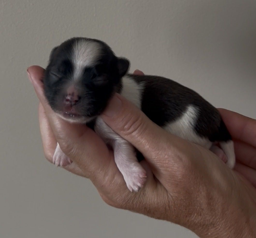 Purebred Mi-Ki Puppies