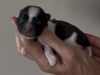 Purebred Mi-Ki Puppies