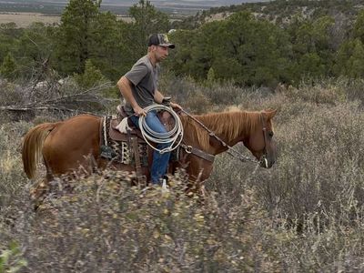 Good looking 7 yr old gelding!