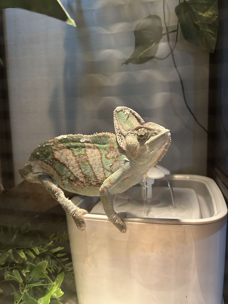 Male Veiled Chameleon + Setup 🦎