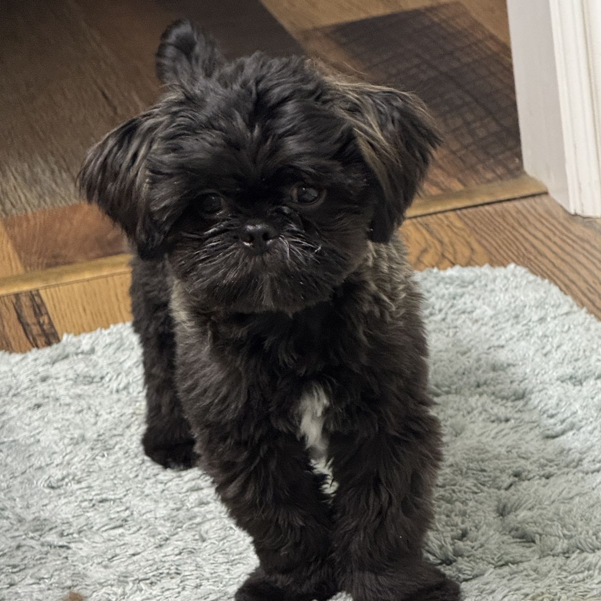 Akc Shih Tzu Shitzu Shihtzu